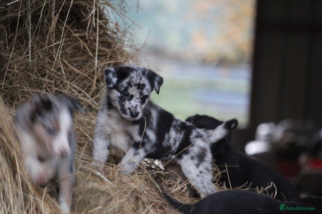 Borador dogs for sale: Labrador x Collie puppies - Image 15