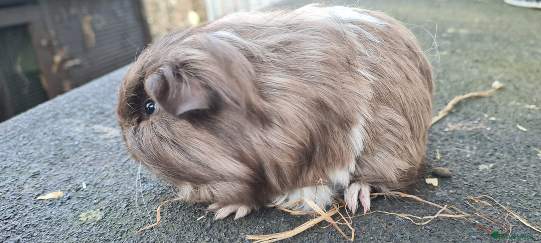 Guinea Pig rodents for sale: Pure sheltie guinea pigs - Image 9