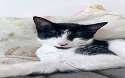 Mixed Breed cats for sale: 🐾 Three Beautiful Cats Looking for Loving Homes  - Image 7