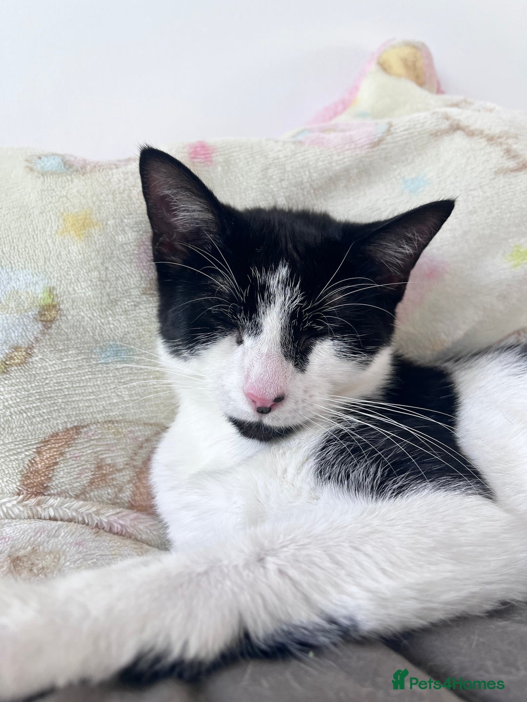 Mixed Breed cats for sale: 🐾 Three Beautiful Cats Looking for Loving Homes  - Image 7