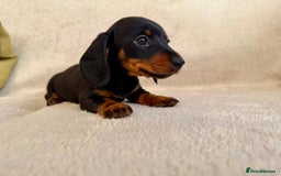Miniature Dachshund dogs for sale: Miniature smooth haired Dachshunds  - Image 1