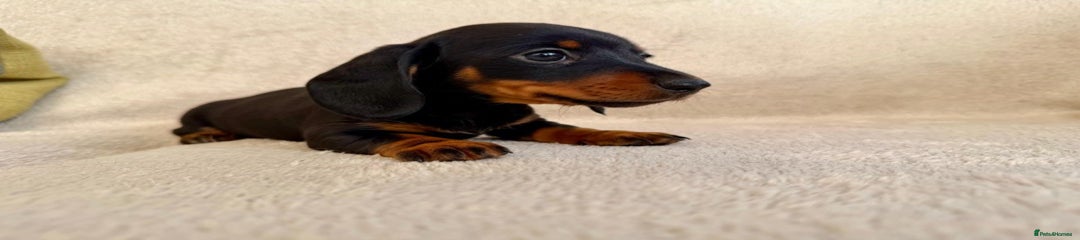 Miniature Dachshund Puppy 1