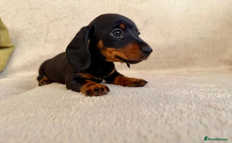 Miniature Dachshund dogs - Advert 2
