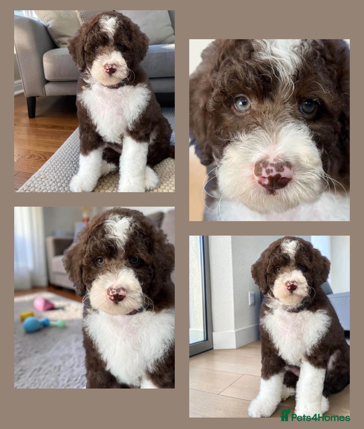 Bernedoodle dogs Last remaining true mini girl - Advert 1