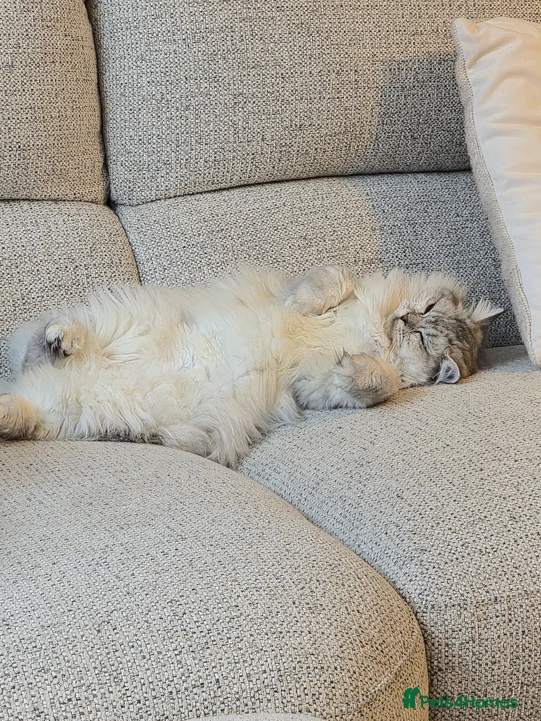 Persian cats for sale: Gorgeous perisan kitten💖 - Advert 5