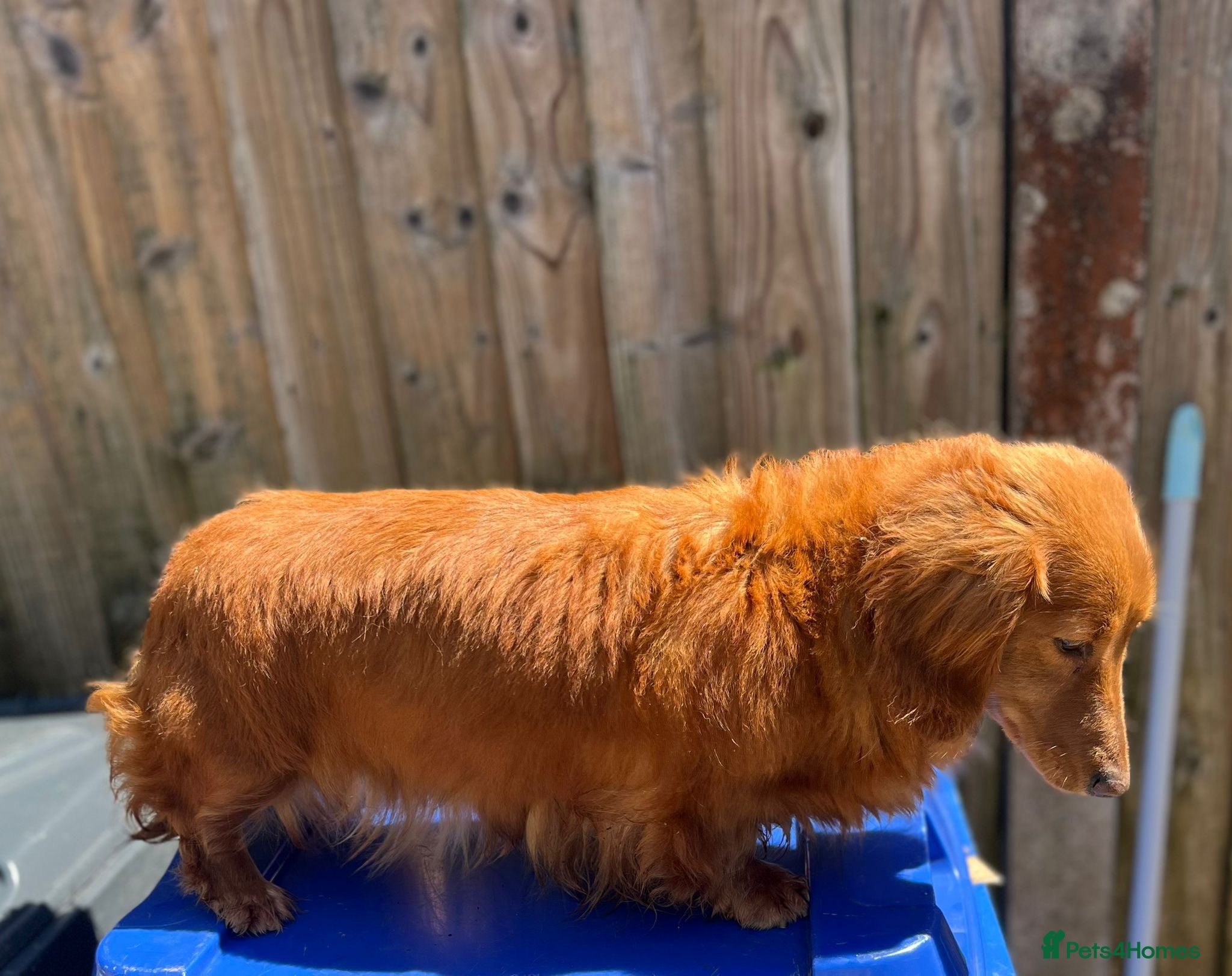 Miniature Dachshund dogs Female miniature daschund 3yrs - Advert 1