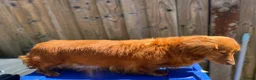 Miniature Dachshund dogs for sale: Female miniature daschund 3yrs - Advert 1