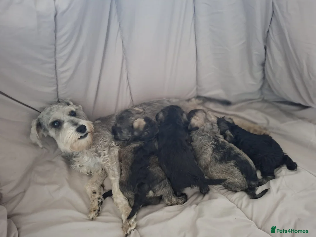Miniature Schnauzer dogs for sale:  Cutest miniature schnauzer puppies  - Advert 9