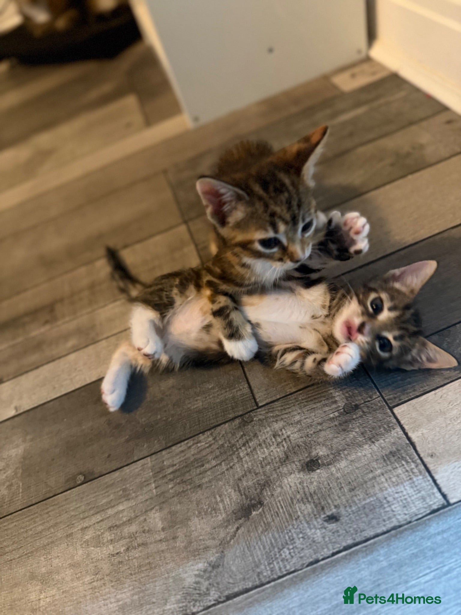 Mixed Breed cats Mixed Breed Kittens - Advert 1