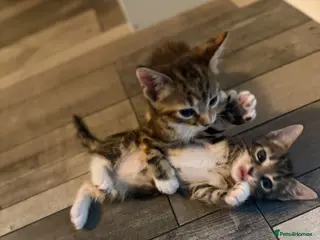 Mixed Breed cats Mixed Breed Kittens - Advert 1