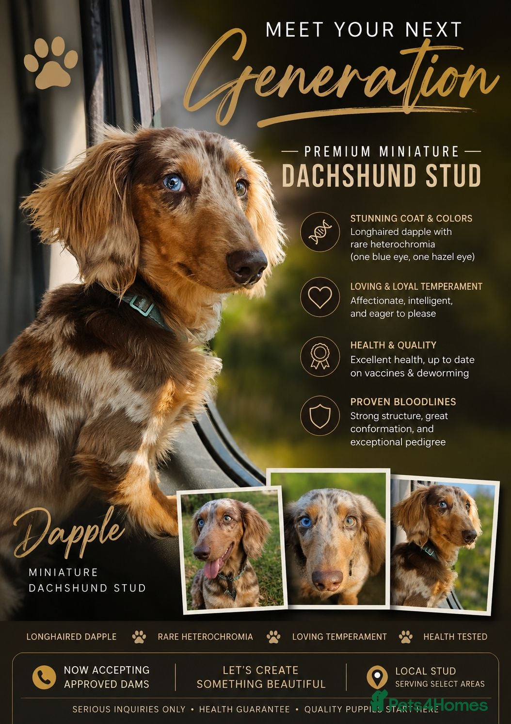 Miniature Dachshund dogs DUGGIE DOORSTOP ready for STUD - Advert 12