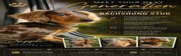 Miniature Dachshund dogs for stud: DUGGIE DOORSTOP PROVEN STUD - Advert 1