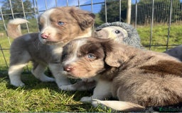 Sprollie dogs for sale: Beautiful Unique Sprollie Puppies - Image 12