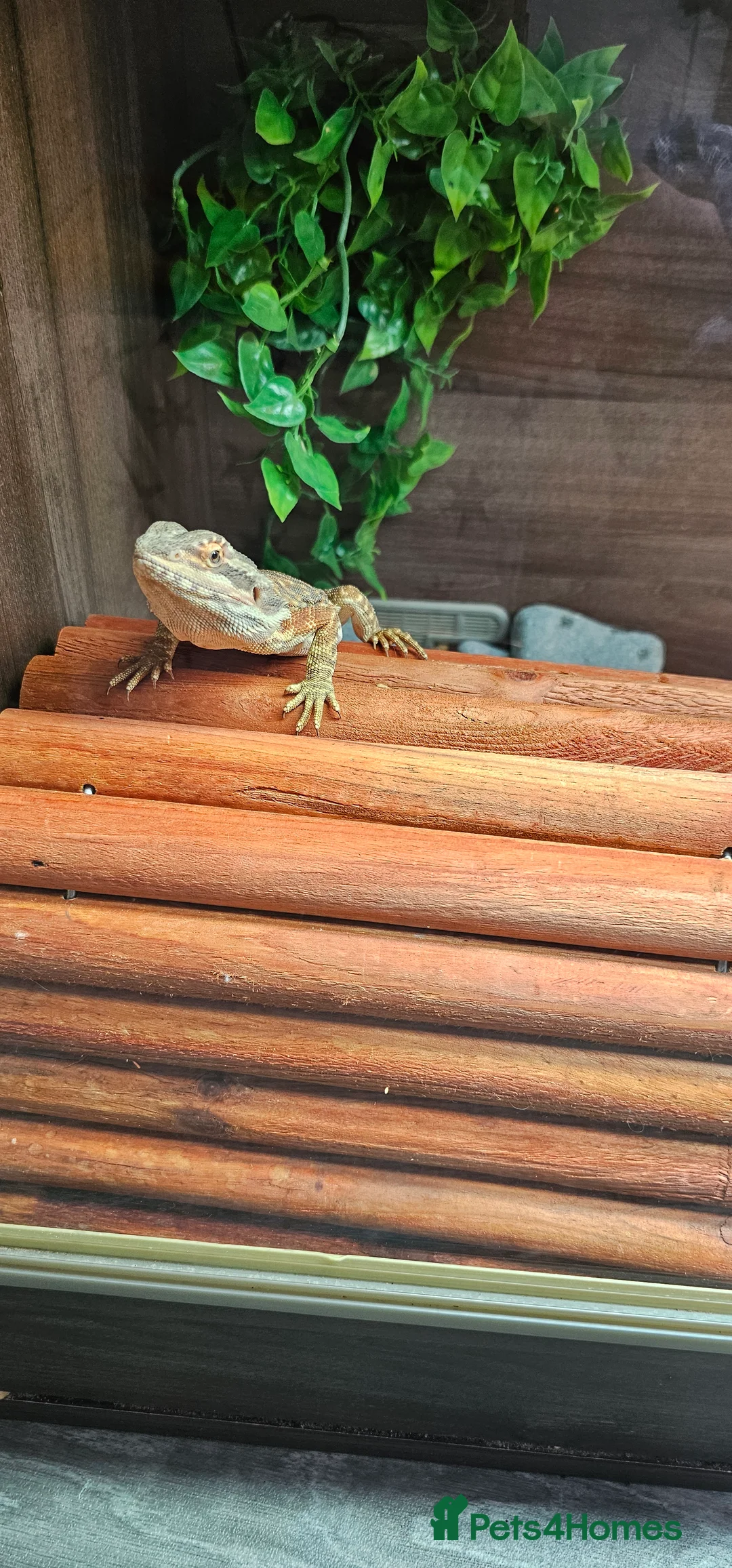 Bearded Dragon reptiles for sale: Spyro the Dragon  - Advert 3