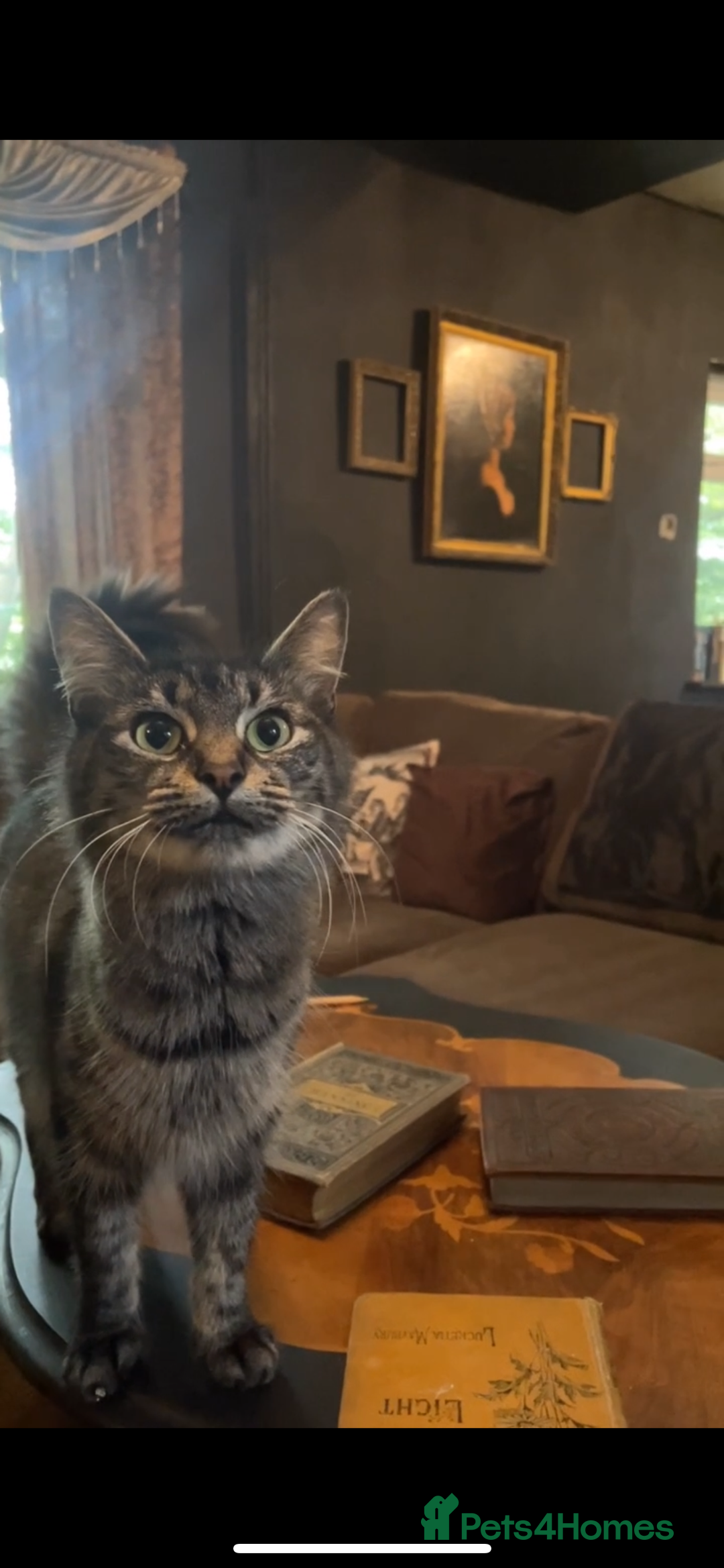 Mixed Breed cats for sale: Mixed long hair female and two males  - Image 5