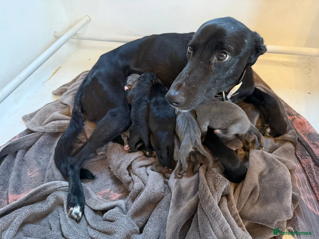 Lurcher dogs for sale: Bedlington lurcher whippets - Advert 8