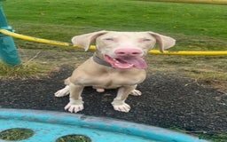 Dobermann dogs for sale: Pink male Doberman  - Image 6