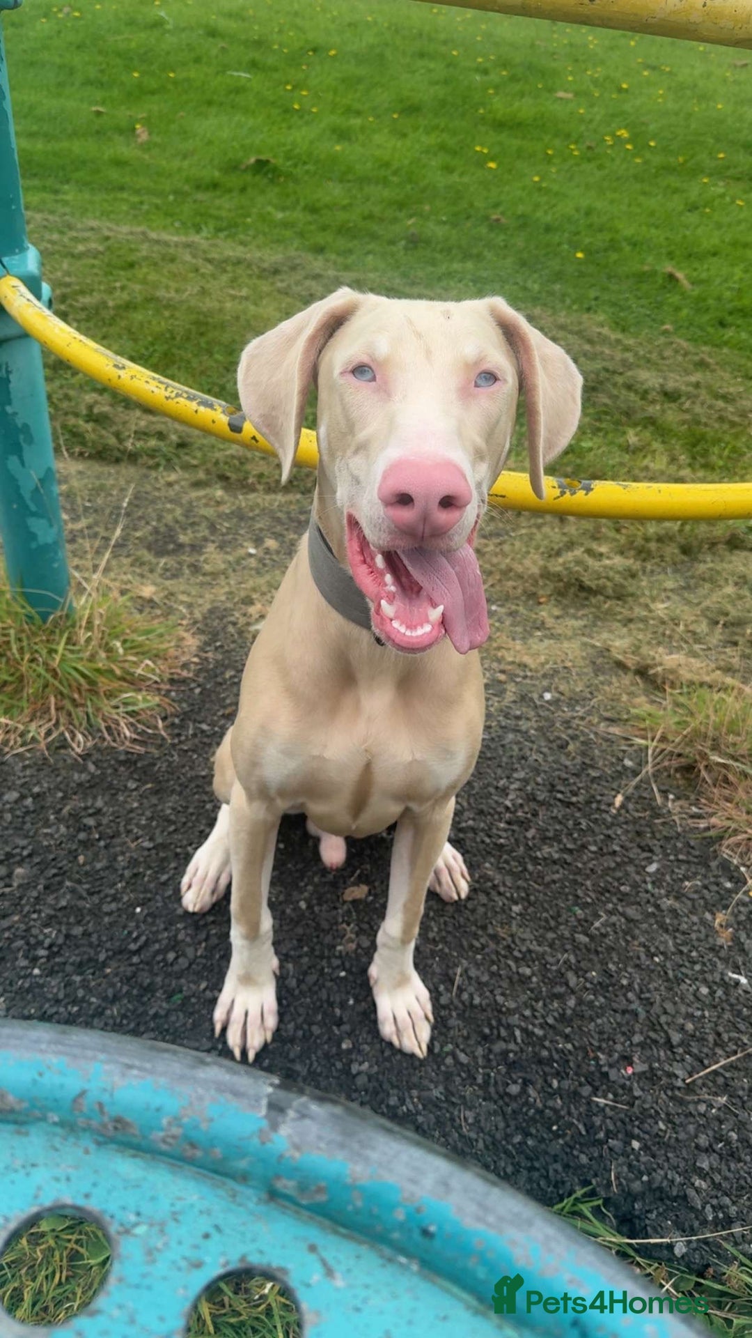 Dobermann dogs for sale: Pink male Doberman  - Image 6