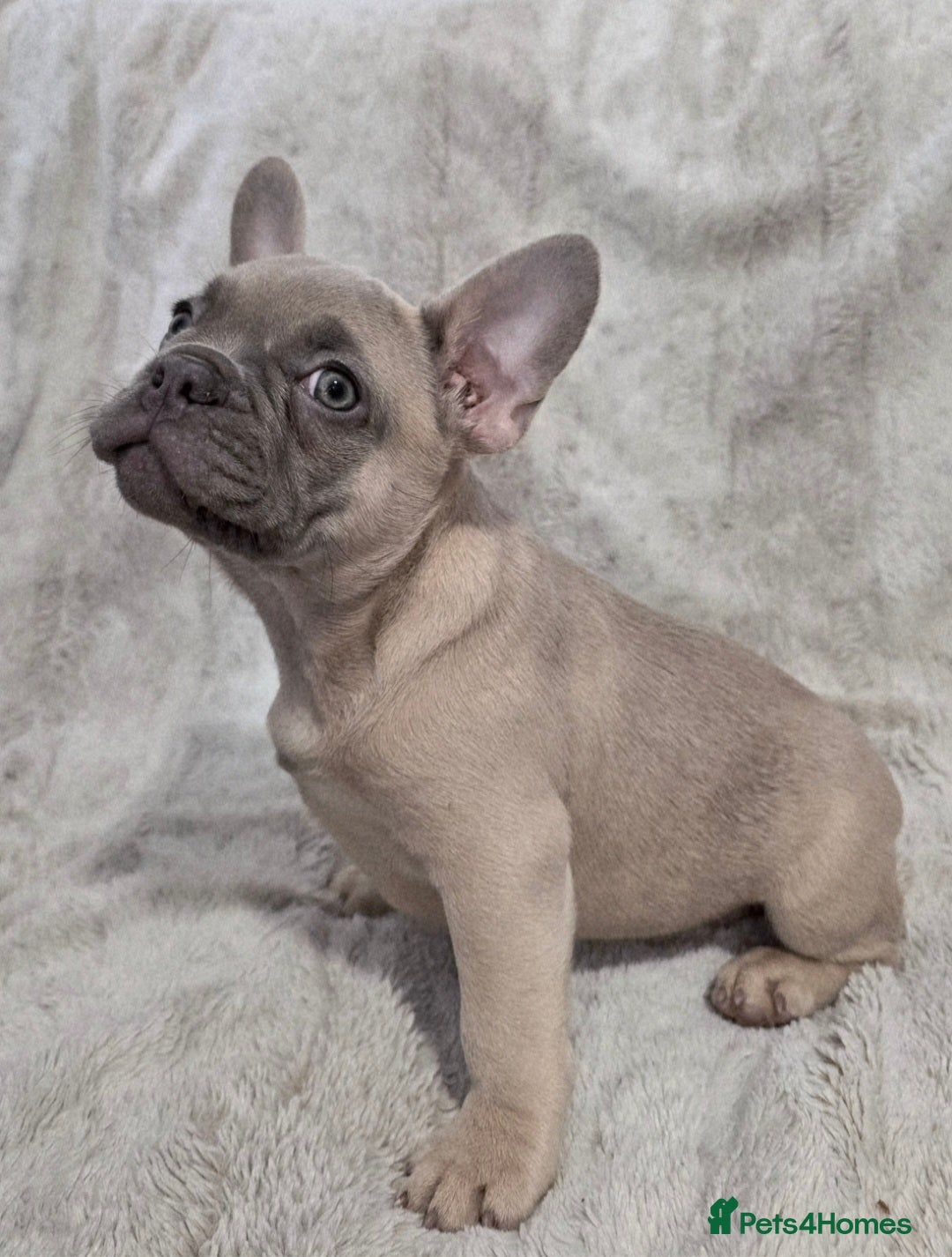 French Bulldog dogs for sale: French Bulldog Puppies - Image 7