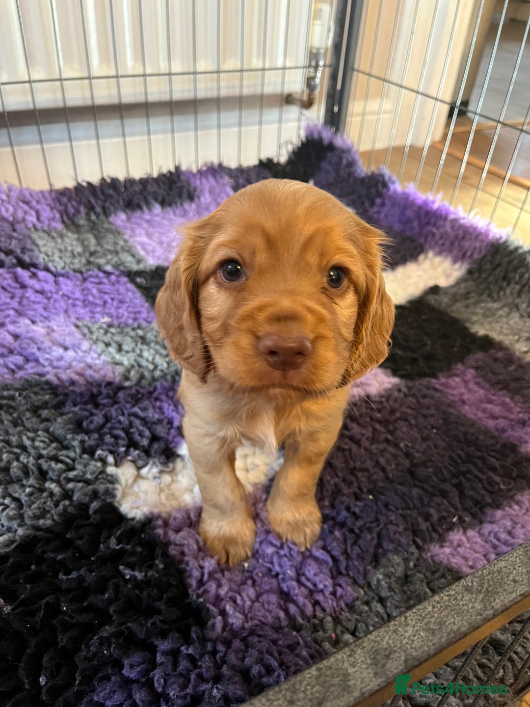 Cocker Spaniel dogs for sale: Cocker spaniel puppies - Image 24