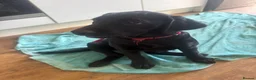 Labrador Retriever dogs for sale: 2 black female Labradors - Advert 5