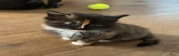 Mixed Breed cats for sale: Fluffy kittens for sale - Advert 8