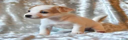 Jack Russell dogs for sale: Long haired mini Jack  Russell puppies for sale  - Advert 2