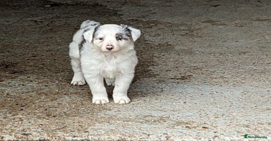 Border Collie dogs - Advert 8