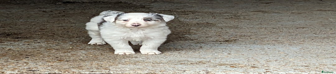 Border Collie Puppy 2