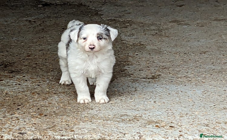 Border Collie dogs - Advert 1