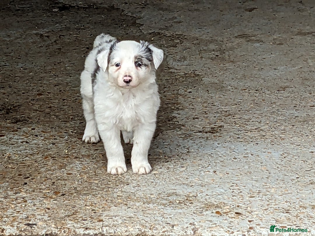 Border Collie dogs for sale: Border Collie puppies  - Image 7