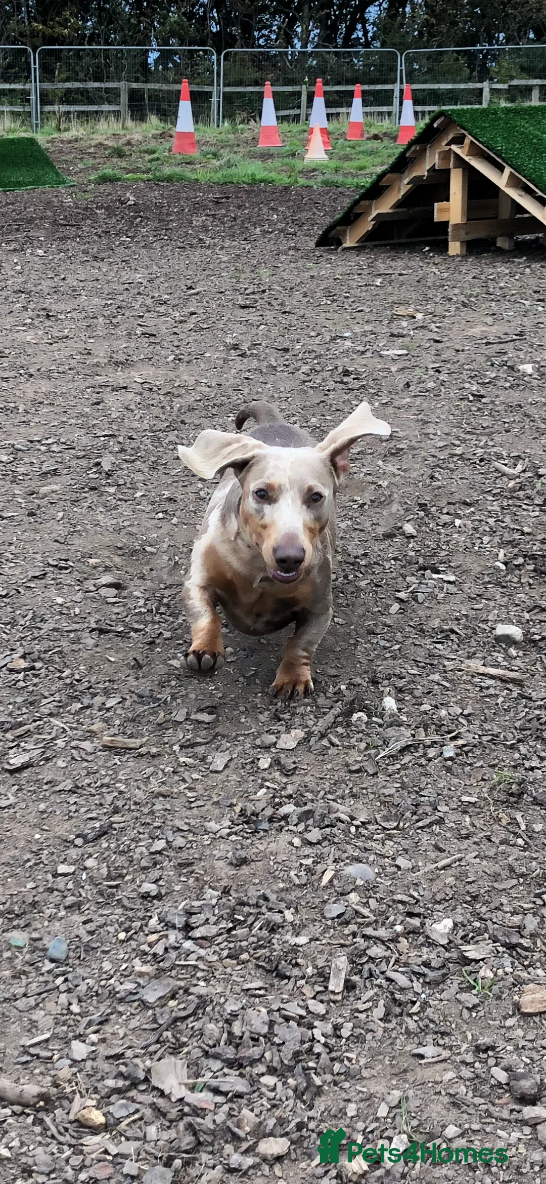 Miniature Dachshund dogs for stud: Handsome Isabella tan miniature dachshund  in Maryport - Advert 5