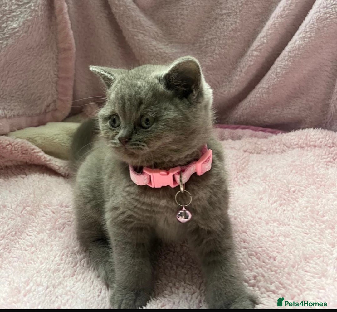 British Shorthair cats for sale: Meet Our 4 Little British Shorthair Ladies - Image 4