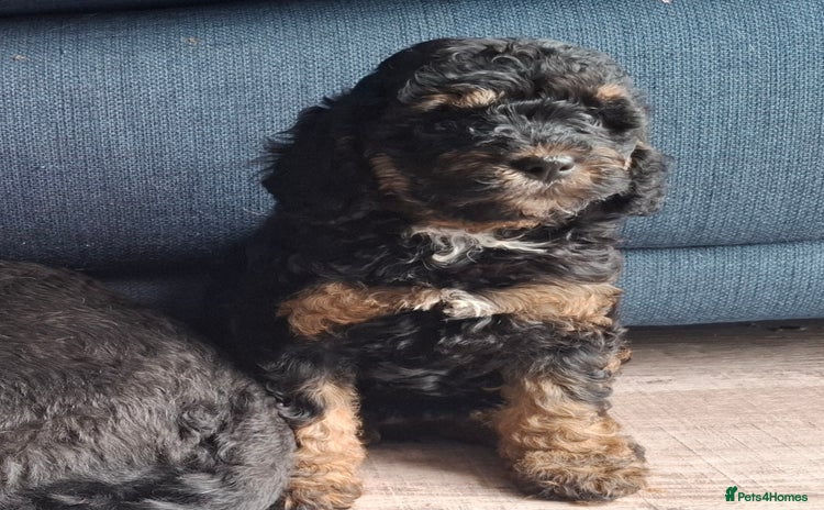 Mixed Breed dogs - Advert 6