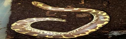 Mixed Breed reptiles for sale: Reptiles & Inverts For Sale at MMA Reptiles in Worksop - Advert 7