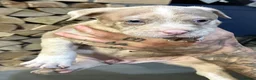 American Bully dogs for sale: Abkc pocket bully's in Barnsley - Advert 15