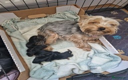 Yorkshire Terrier dogs for sale: Beautiful Yorkshire Terrier puppies - Image 4