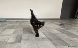 Mixed Breed cats for sale: Pickles - Image 2