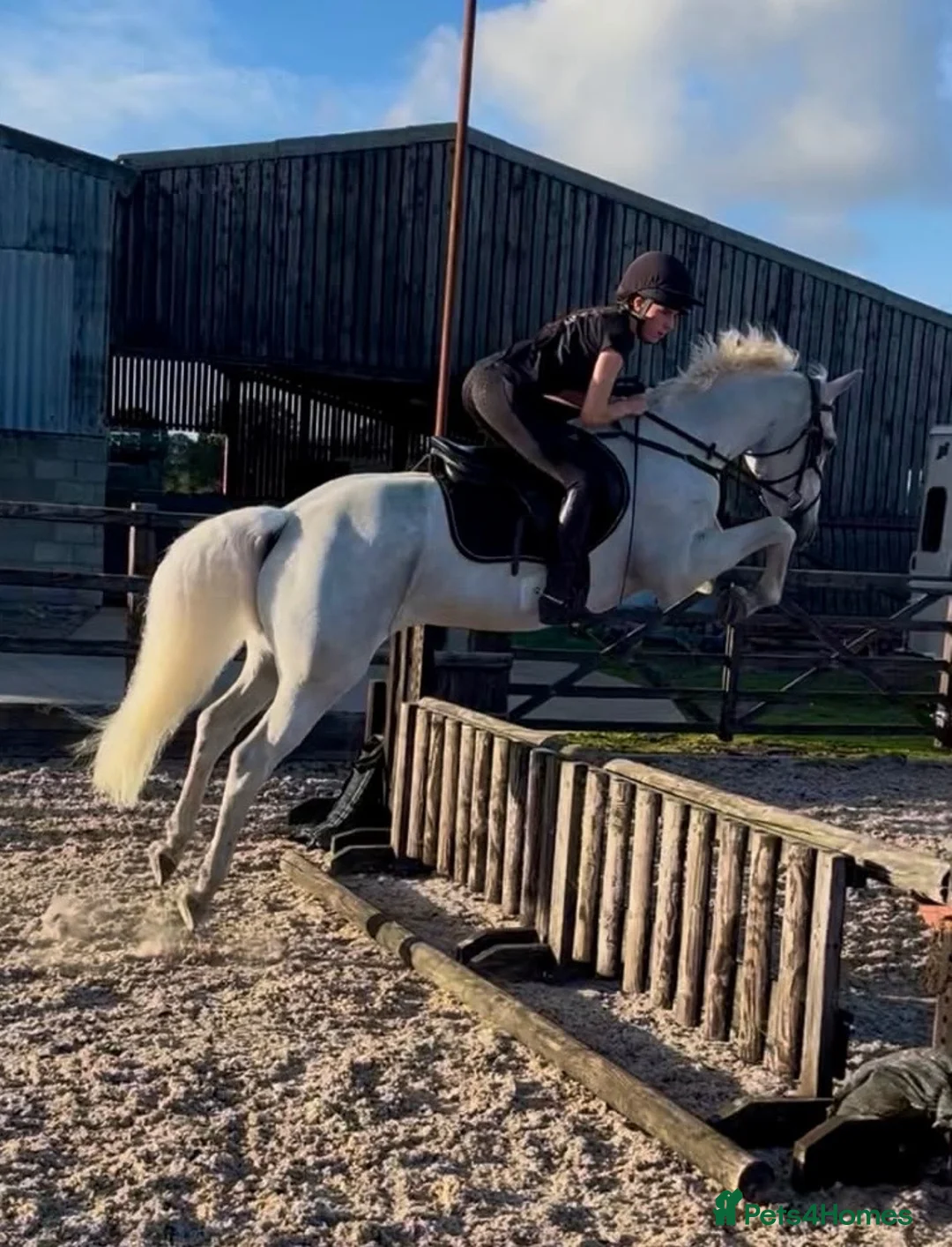 Connemara horses for sale: Misty 15.2 9yr old Connie gelding in Wrexham - Advert 1