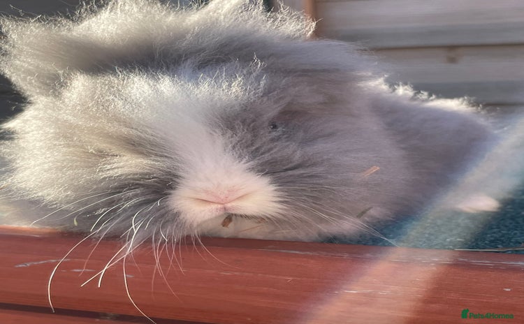 Lionhead rabbits Two male and two female - Advert 1