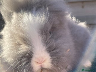 Lionhead rabbits Two male and two female - Advert 4