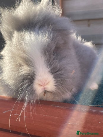 Lionhead rabbits Two male and two female - Advert 2