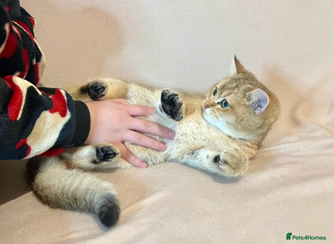 British Shorthair cats for sale: 🐾 Purebred BSH Golden kitten 🐾  - Advert 22