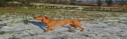 Labrador Retriever dogs for sale: Fox Red Labrador puppies  - Advert 7