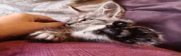 Maine Coon cats for sale: TICA/ POLY/ HEALTH CHECKED Maine Coons - Advert 6