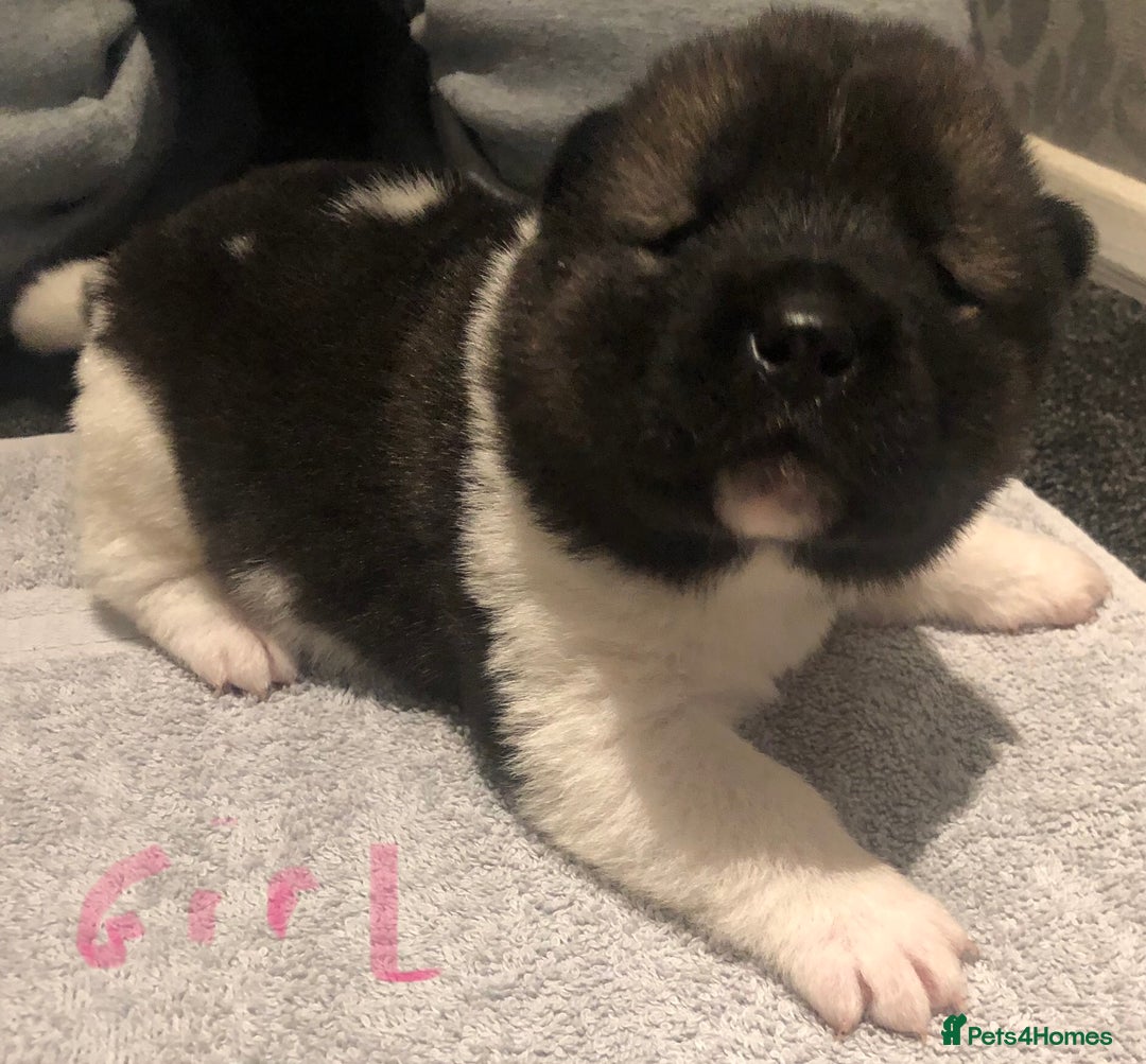Akita dogs for sale: 7 bear faced American Akitas puppies  - Advert 27