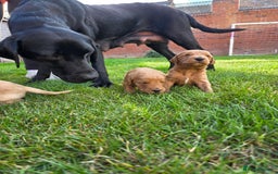 Labradoodle dogs for sale: F1 Labradoodles.  - Image 15