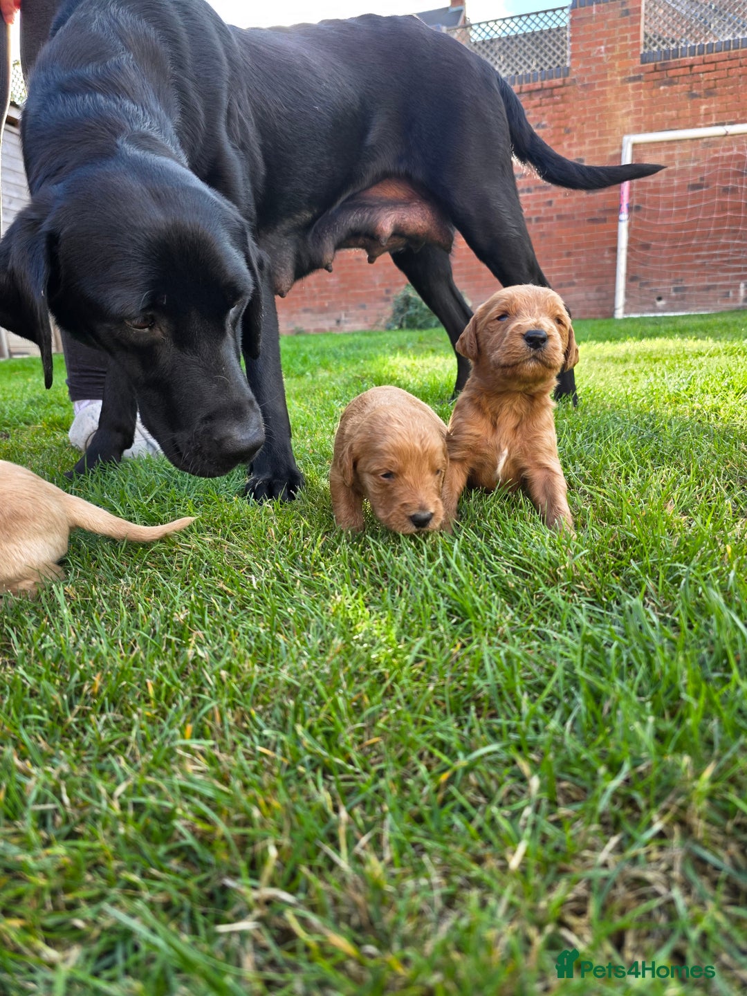 Labradoodle dogs for sale: F1 Labradoodles.  - Image 15