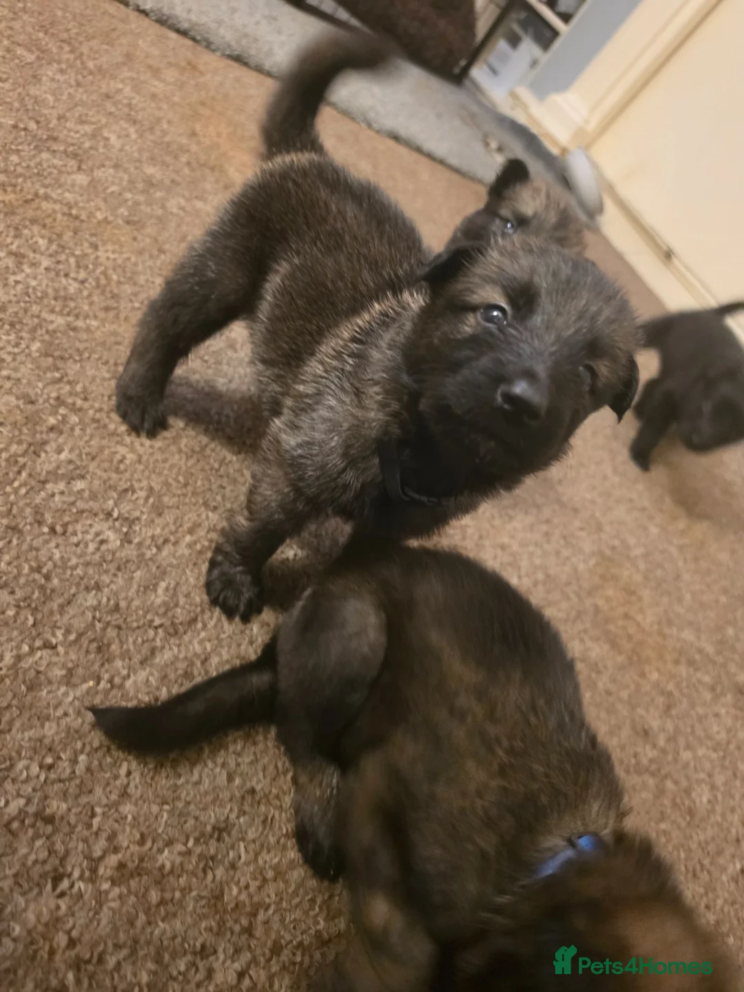 German Shepherd dogs for sale: shepinois puppies amazing litter - Advert 1