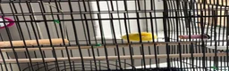 Canaries birds for sale: Canary  - Advert 4